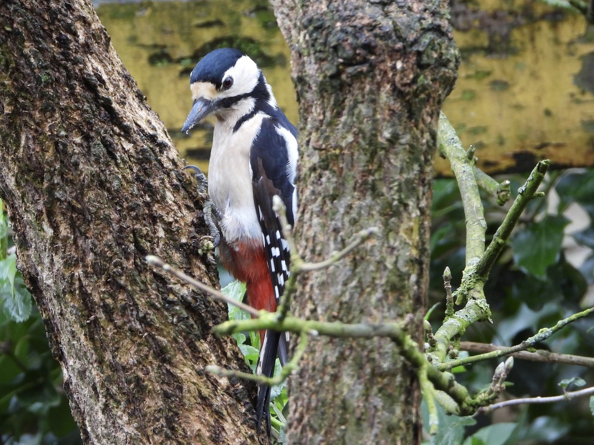 Great Spotted Woodpecker - ML552082161