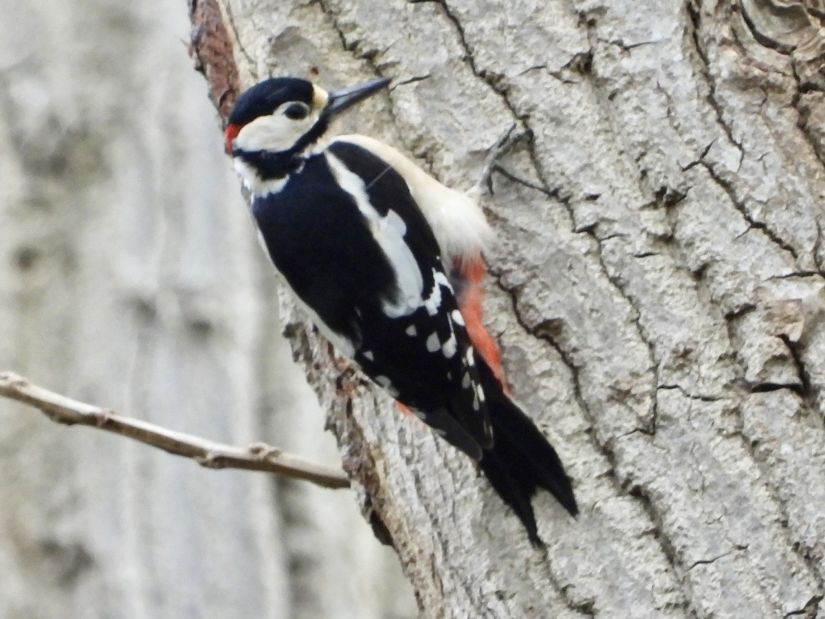 Great Spotted Woodpecker - ML552082171