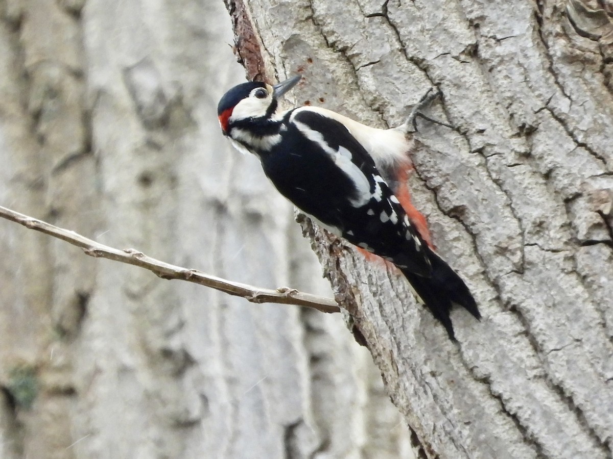 Great Spotted Woodpecker - ML552082191