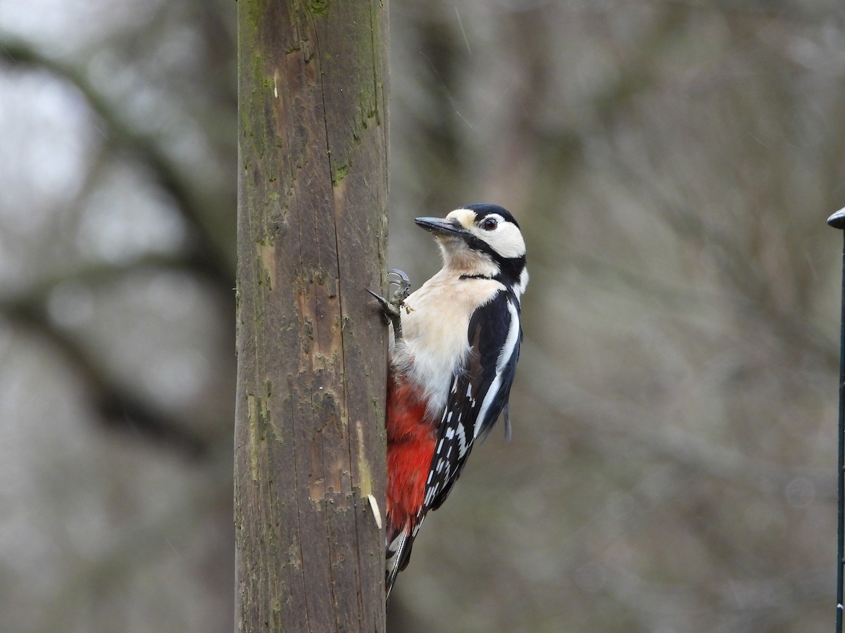 Great Spotted Woodpecker - ML552082211
