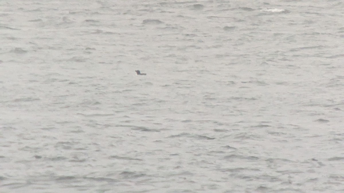 Razorbill - ML552082221