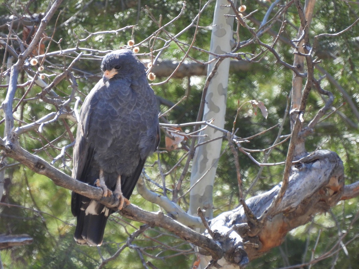 Common Black Hawk - ML552082691