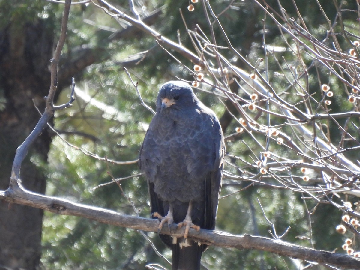Common Black Hawk - ML552082701