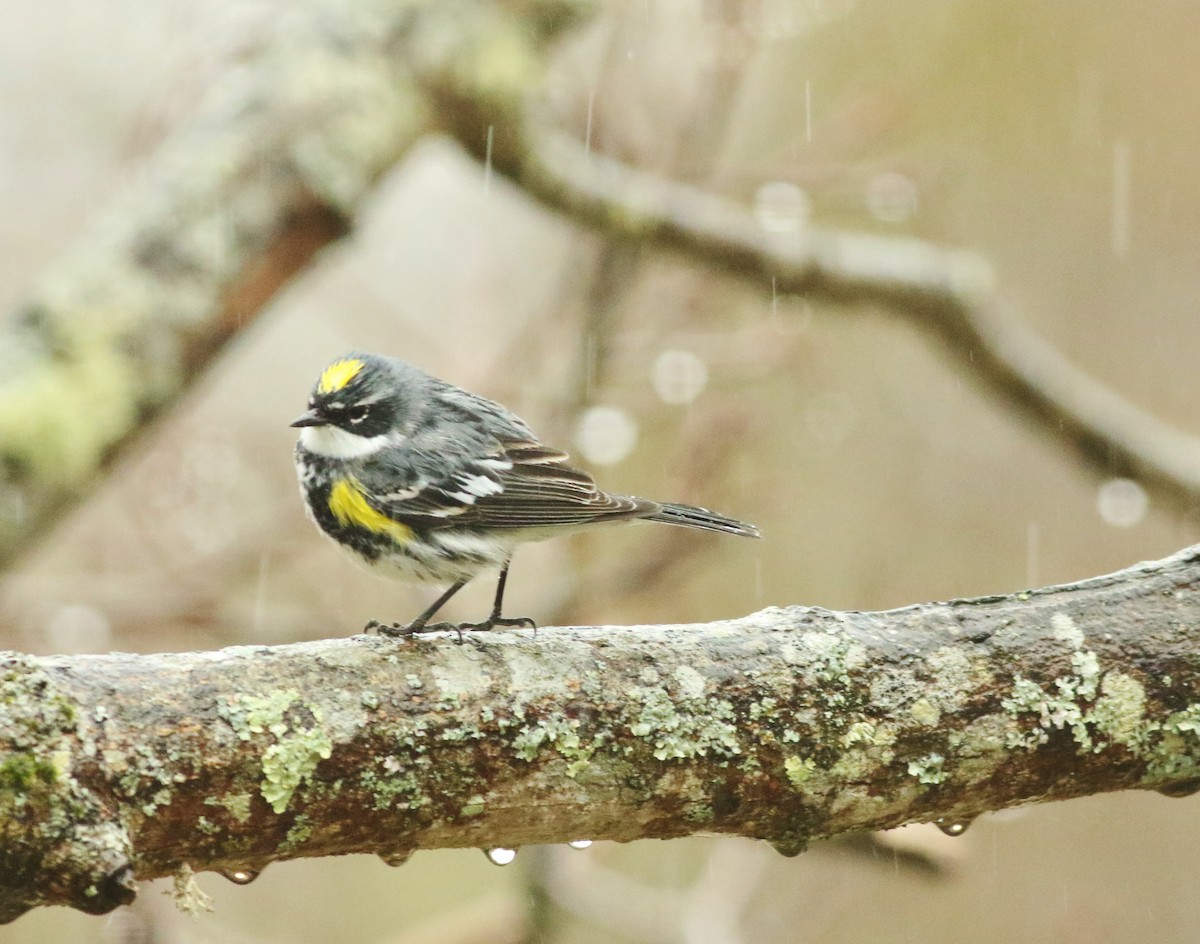 Yellow-rumped Warbler - ML552082821