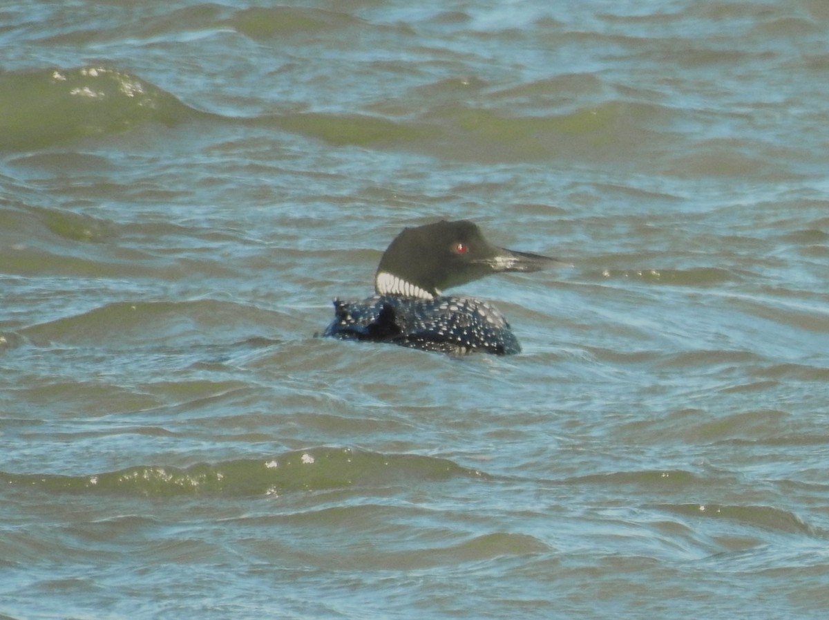 Common Loon - ML552083971