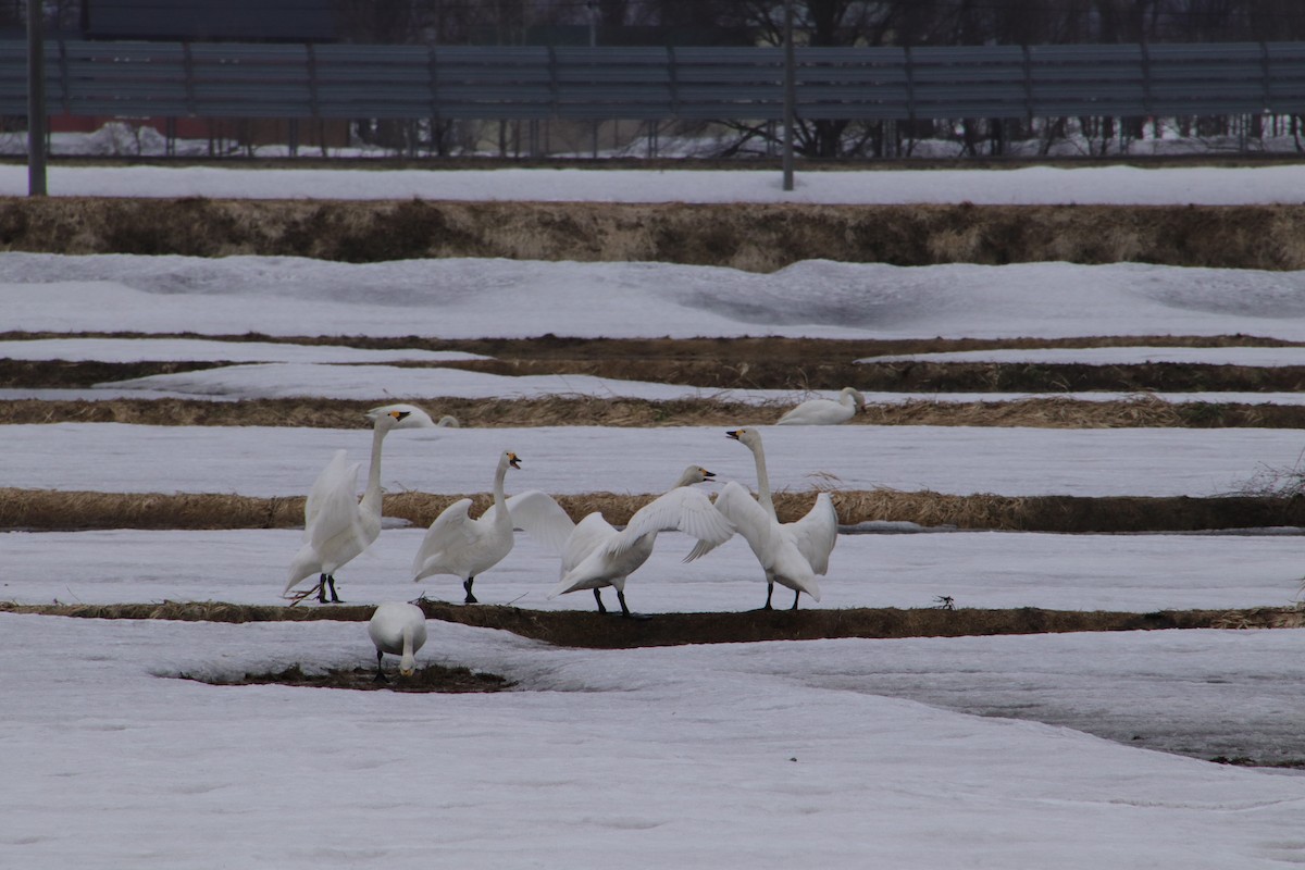 Tundra Swan - ML552084701