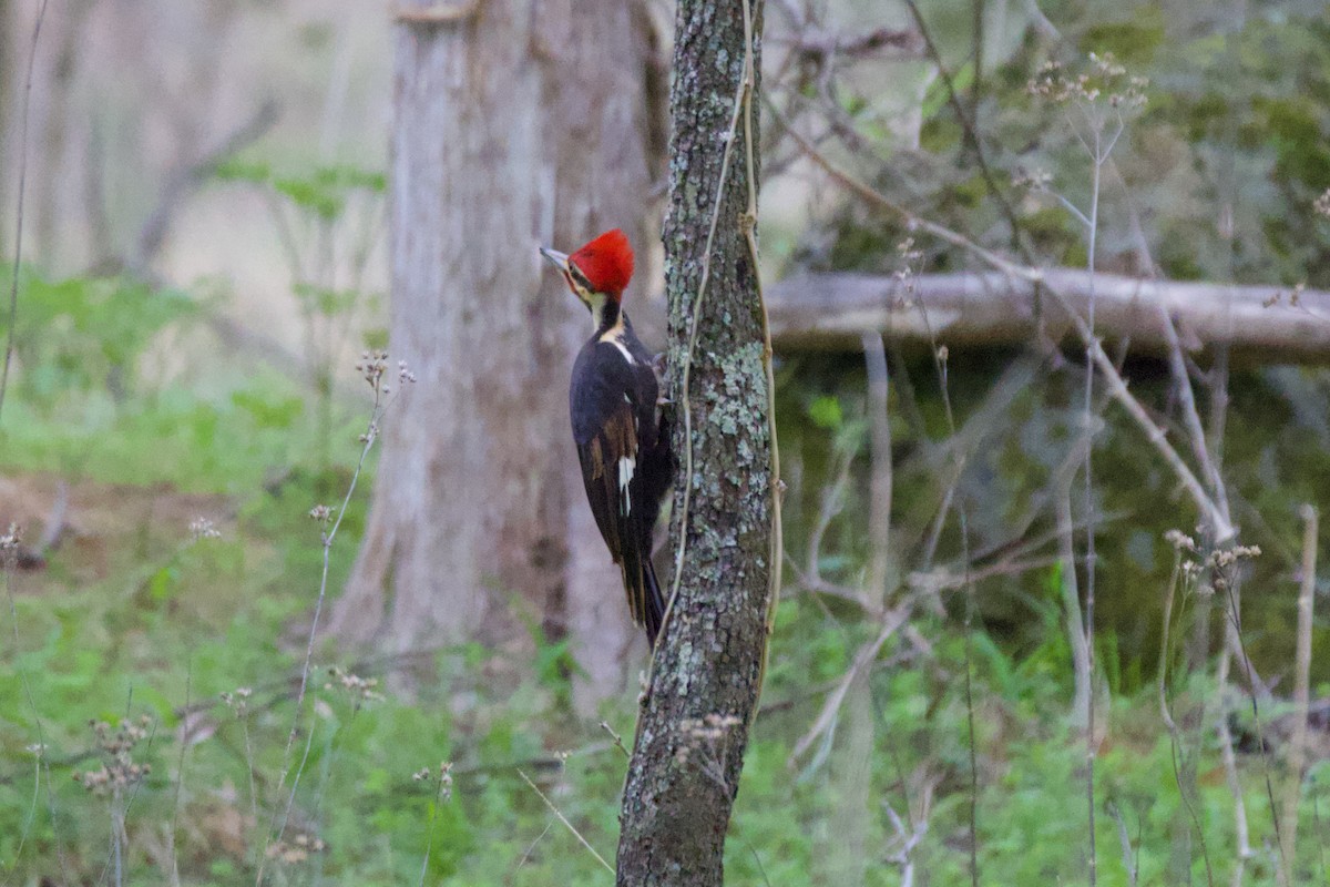 Pileated Woodpecker - ML552084971