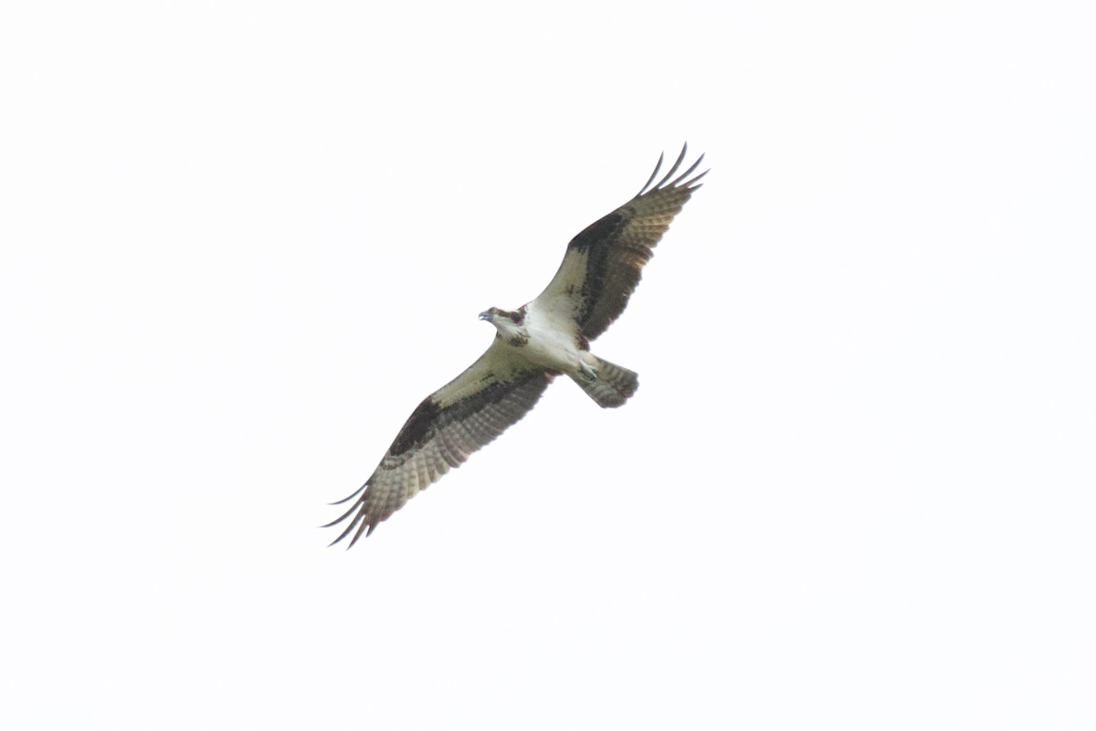 Osprey - ML552085491