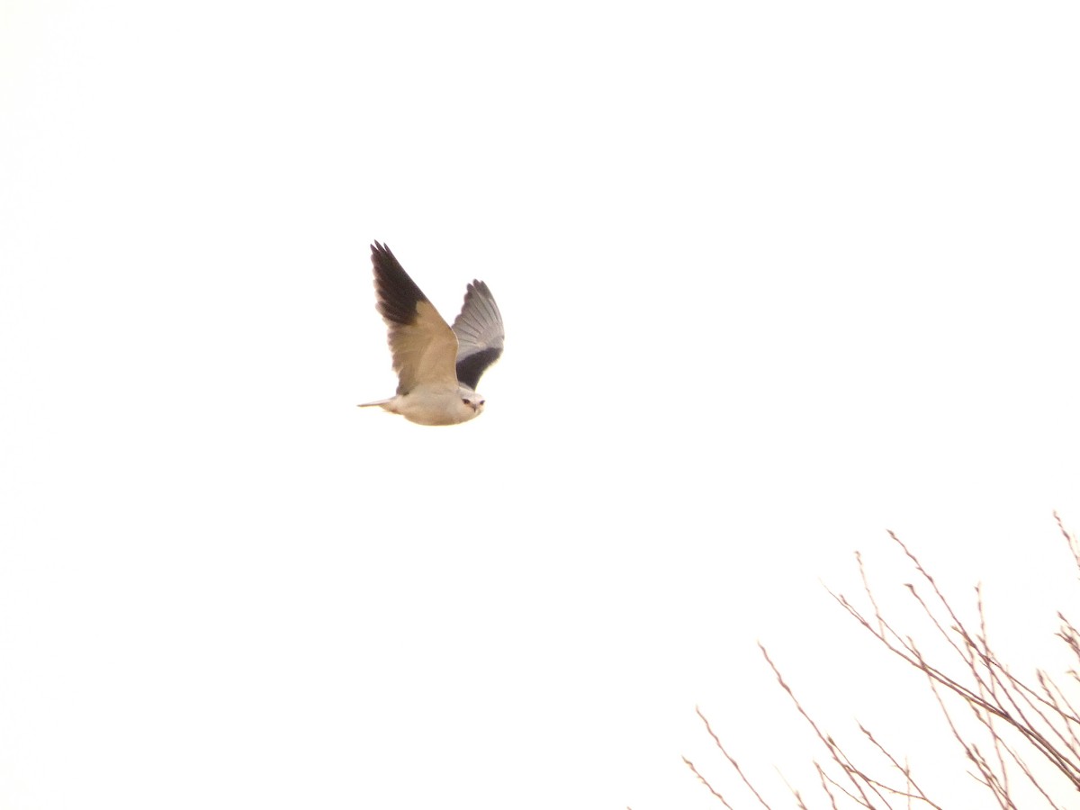 Black-winged Kite - ML552086651