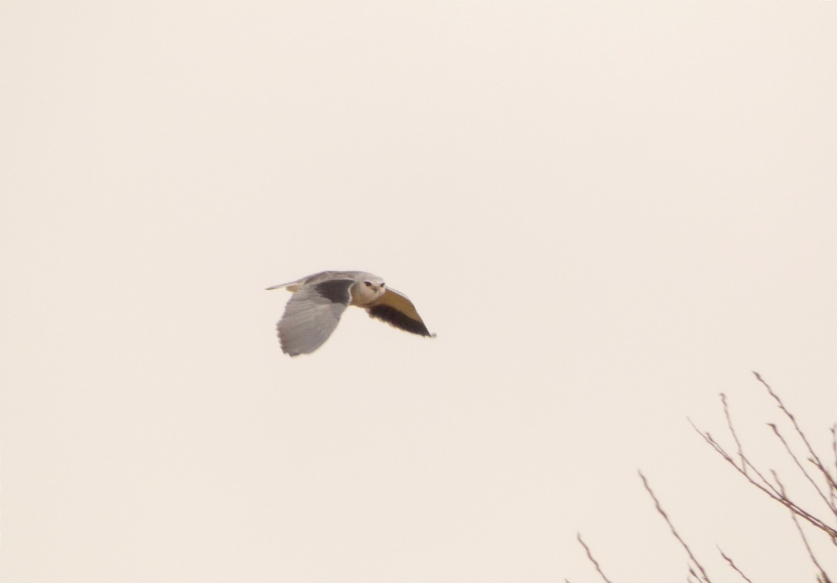 Black-winged Kite - ML552086741