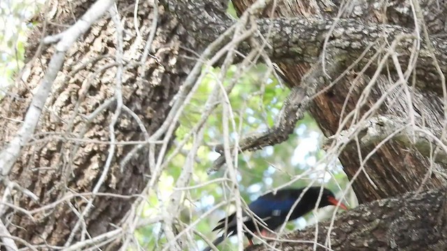 Green Woodhoopoe - ML552087111