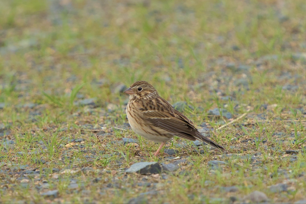 Vesper Sparrow - ML552087371