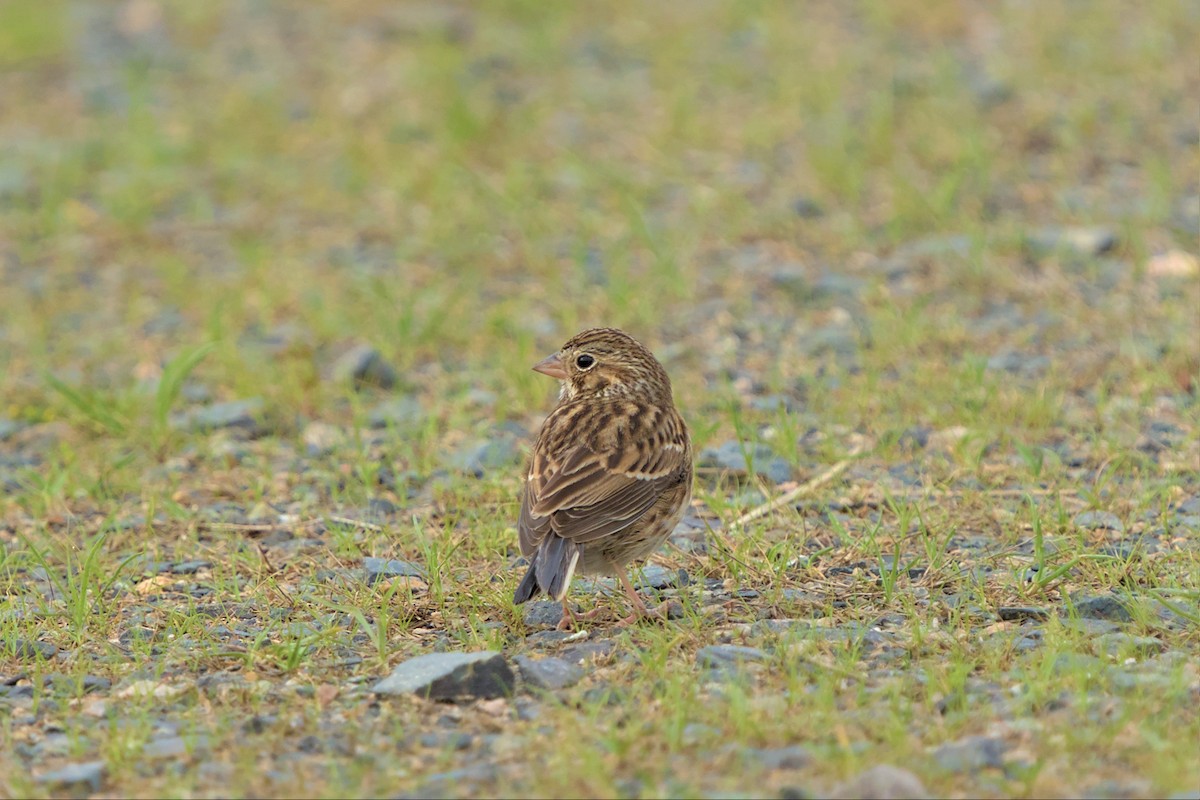 Vesper Sparrow - ML552087381
