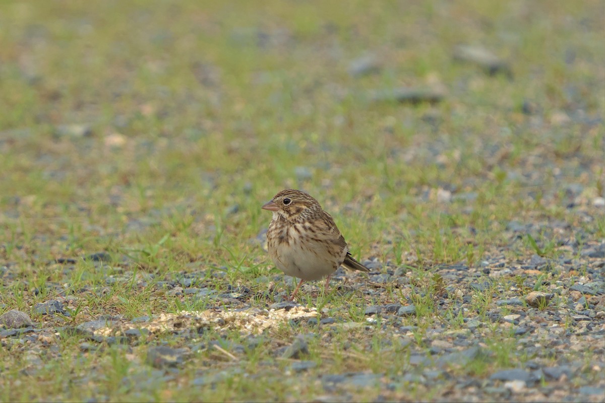 Vesper Sparrow - ML552087391