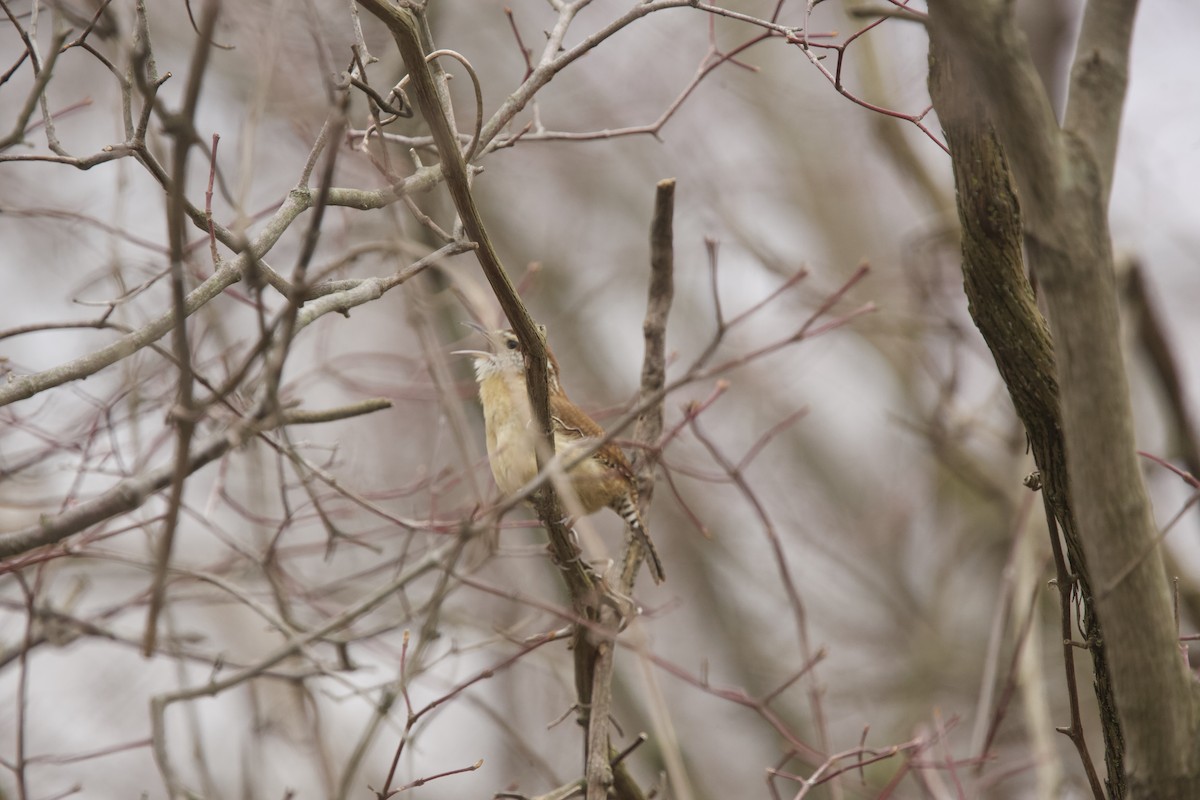 Carolina Wren - ML552088031