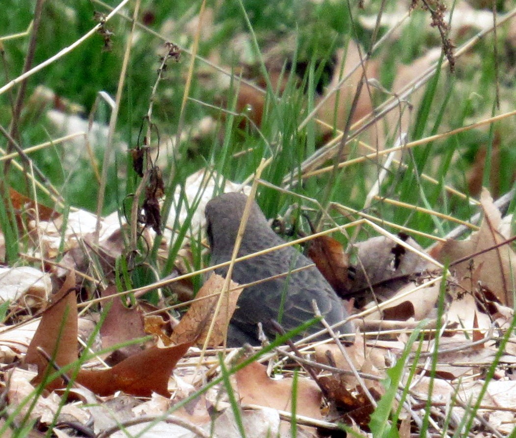 Brown-headed Cowbird - Finn Etter