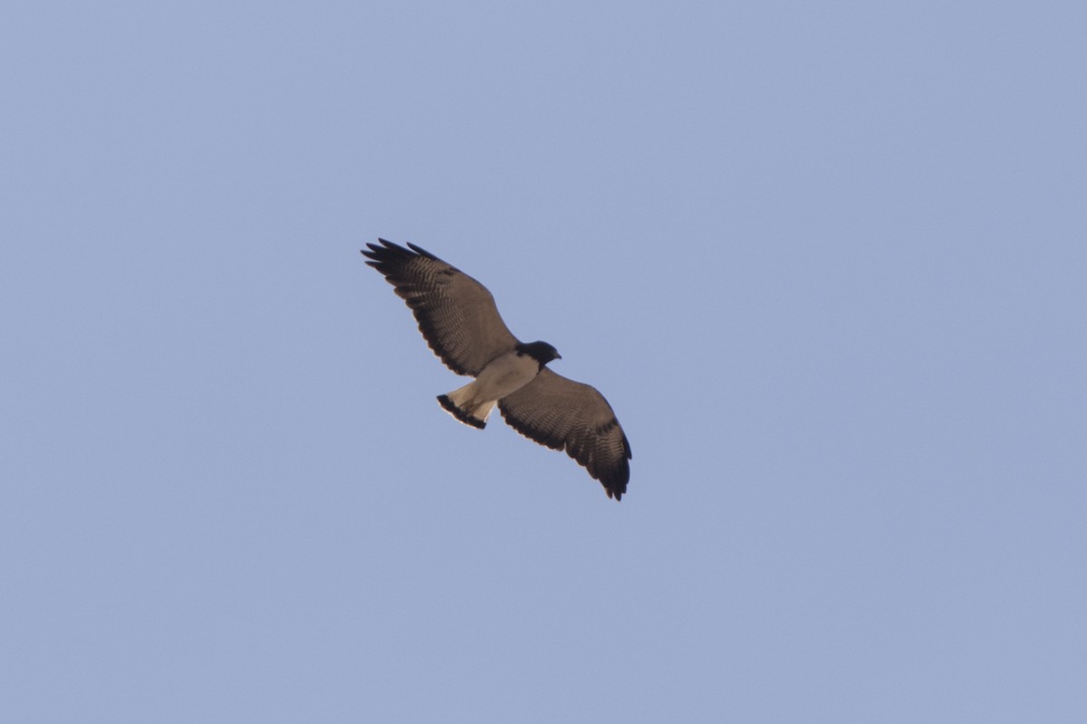 White-tailed Hawk - ML552089981