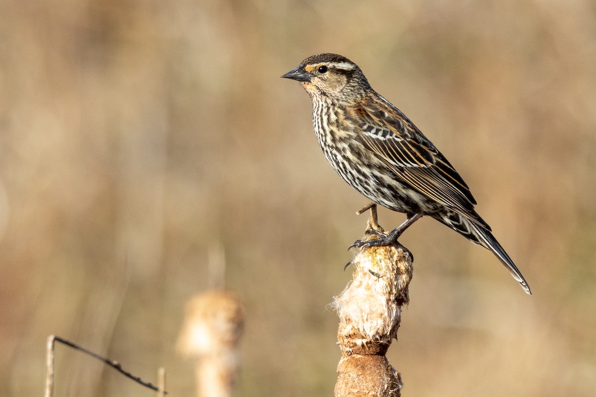 Red-winged Blackbird - Brad Imhoff