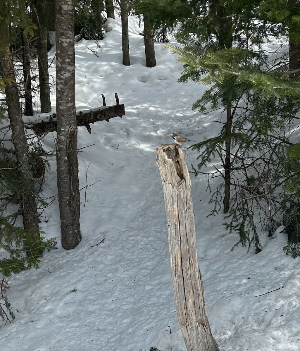 Boreal Chickadee - ML552090671
