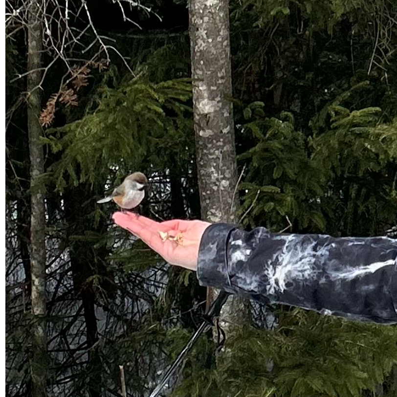 Boreal Chickadee - ML552090791