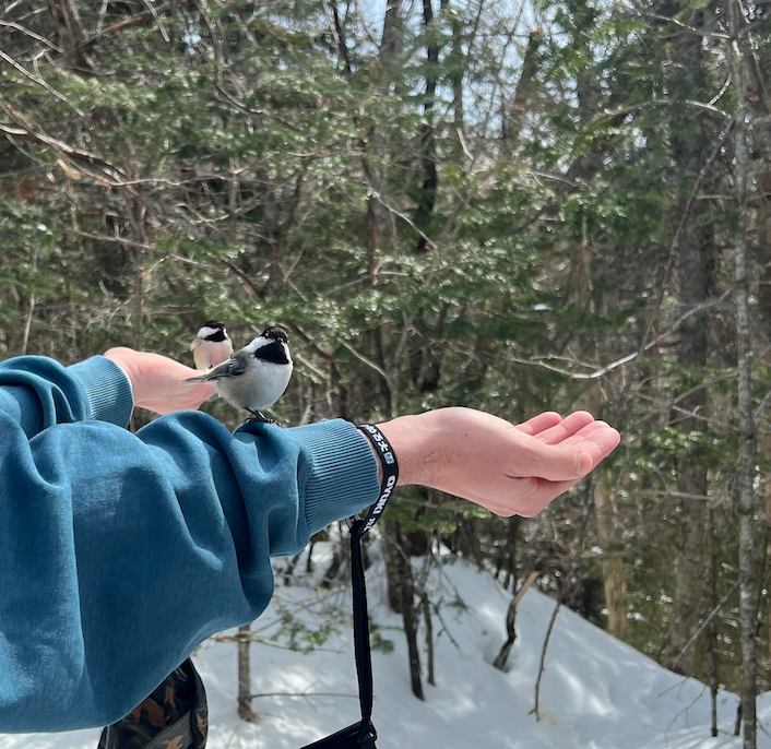 Black-capped Chickadee - ML552090901
