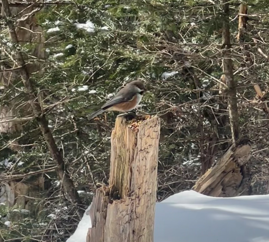 Boreal Chickadee - ML552091031