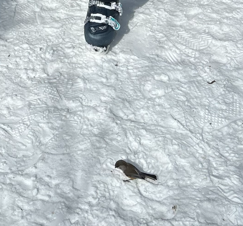 Boreal Chickadee - ML552091541