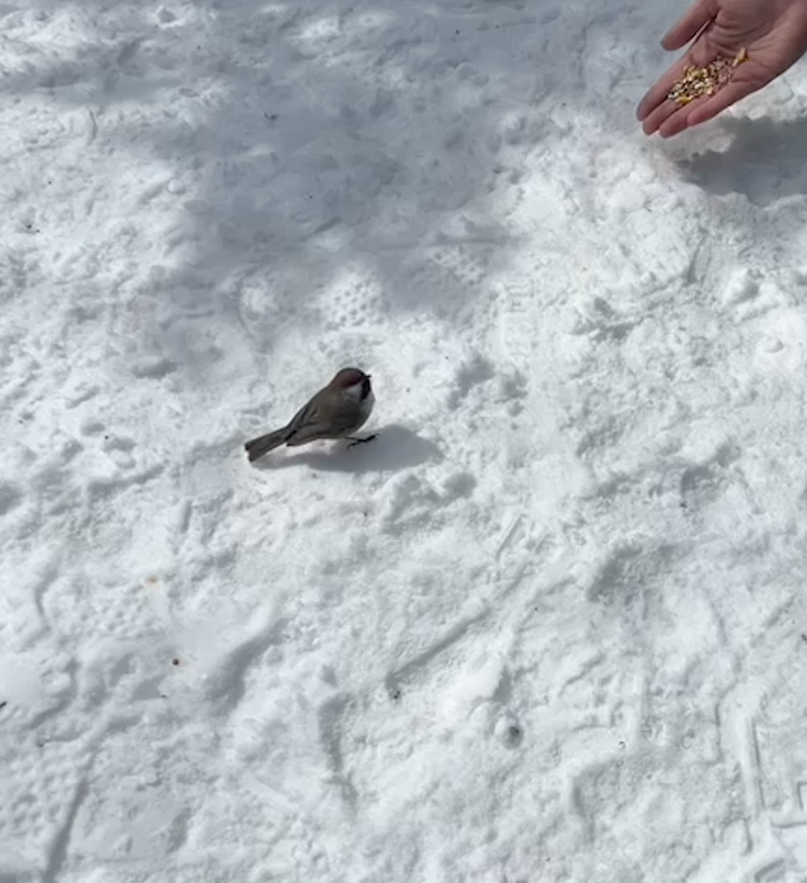 Boreal Chickadee - ML552091651