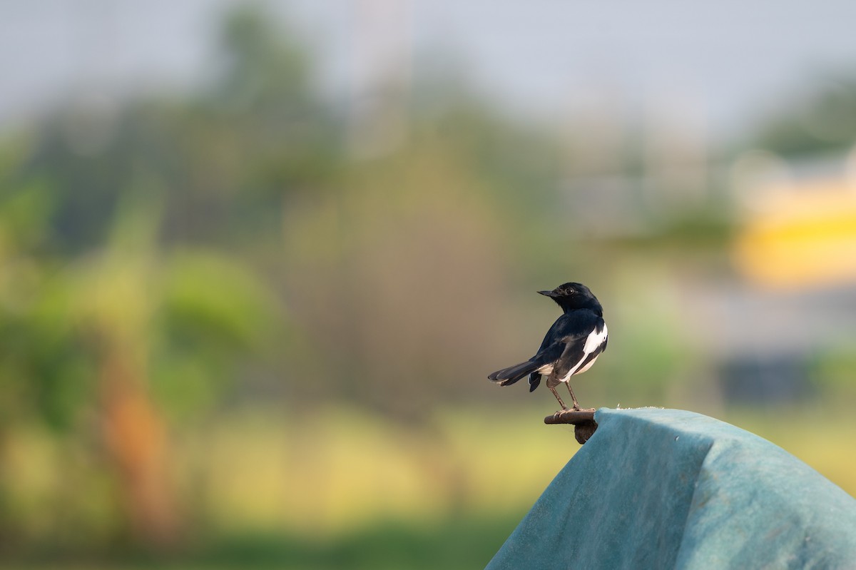 Oriental Magpie-Robin - ML552091951