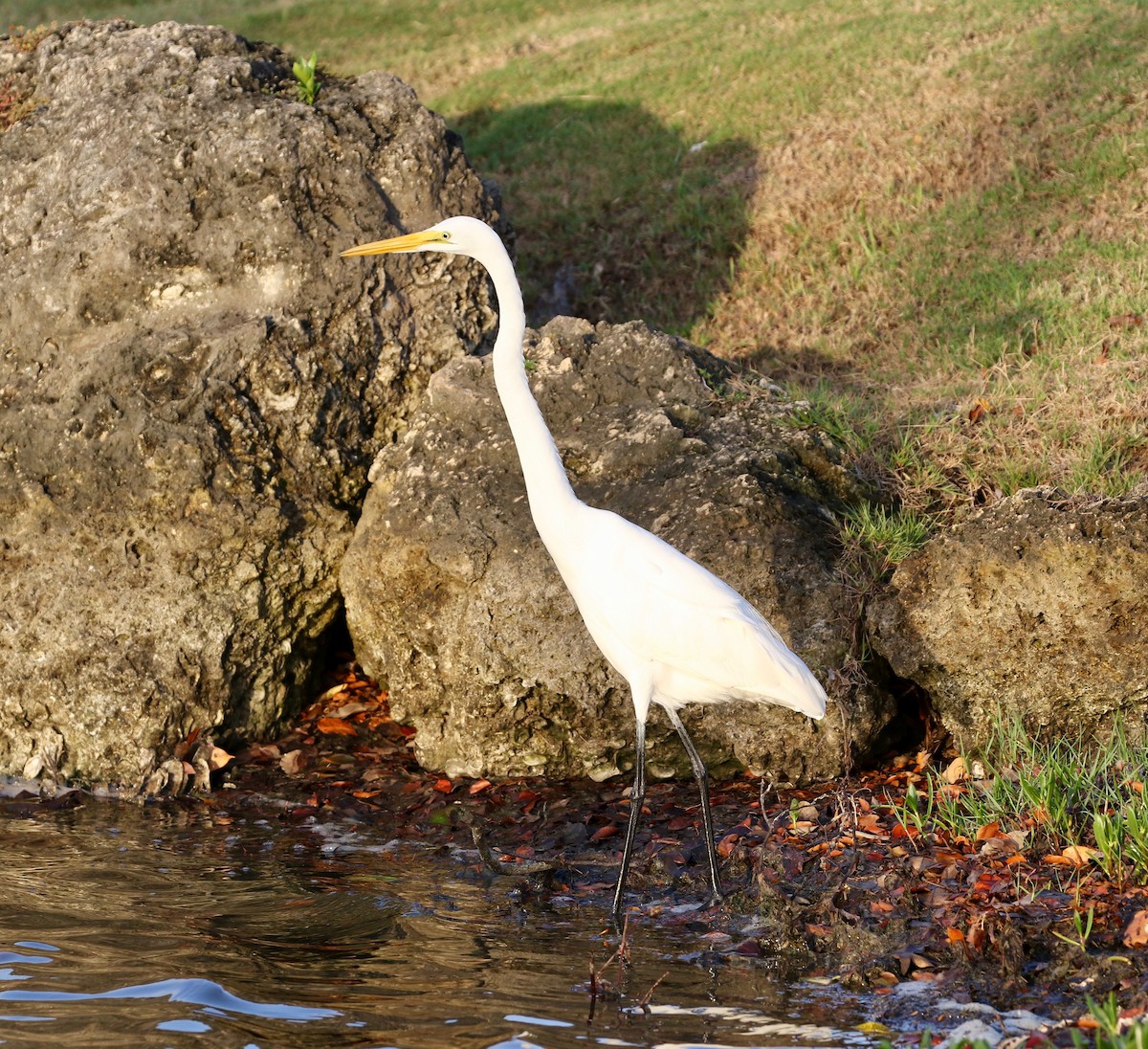 Great Egret - ML552093851