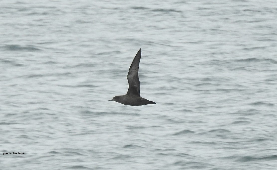 Sooty Shearwater - Paco Chiclana