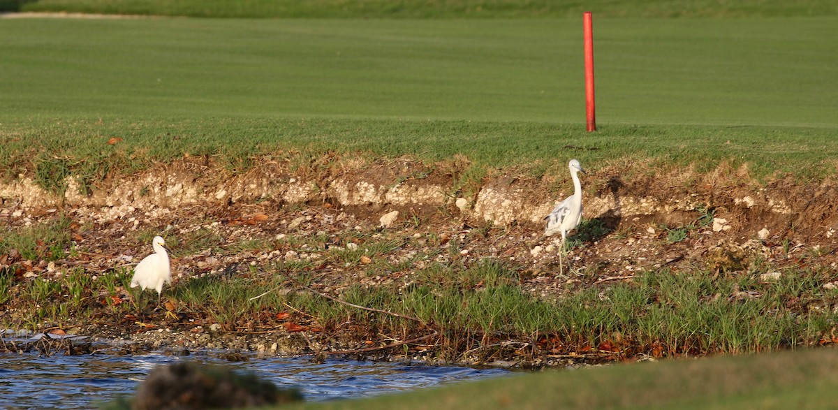 Snowy Egret - ML552094261