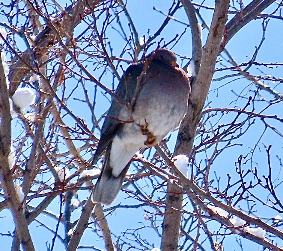 Band-tailed Pigeon - ML552094381