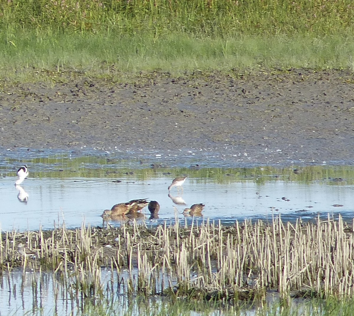 American Avocet - ML552095021