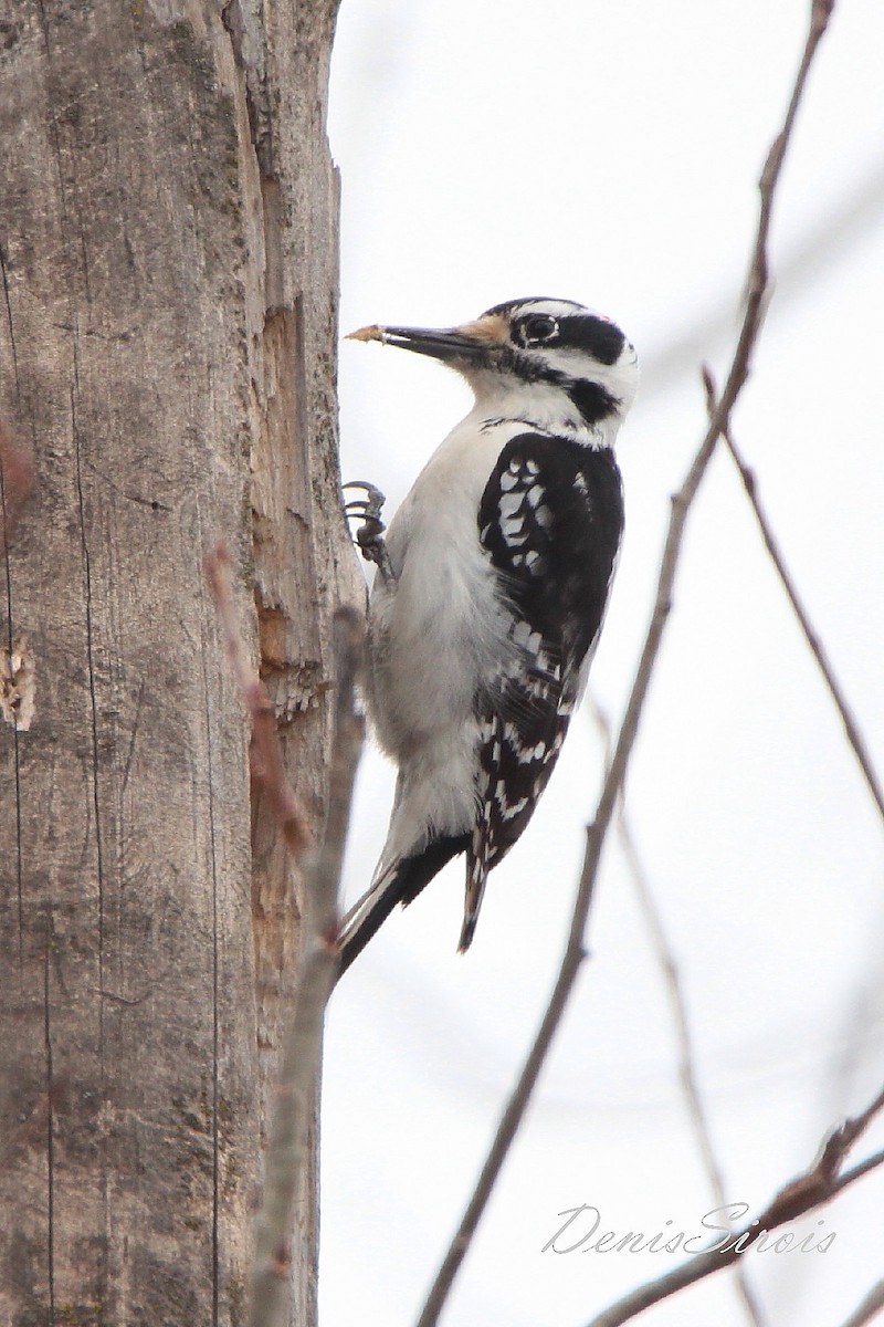 Hairy Woodpecker - ML552095701