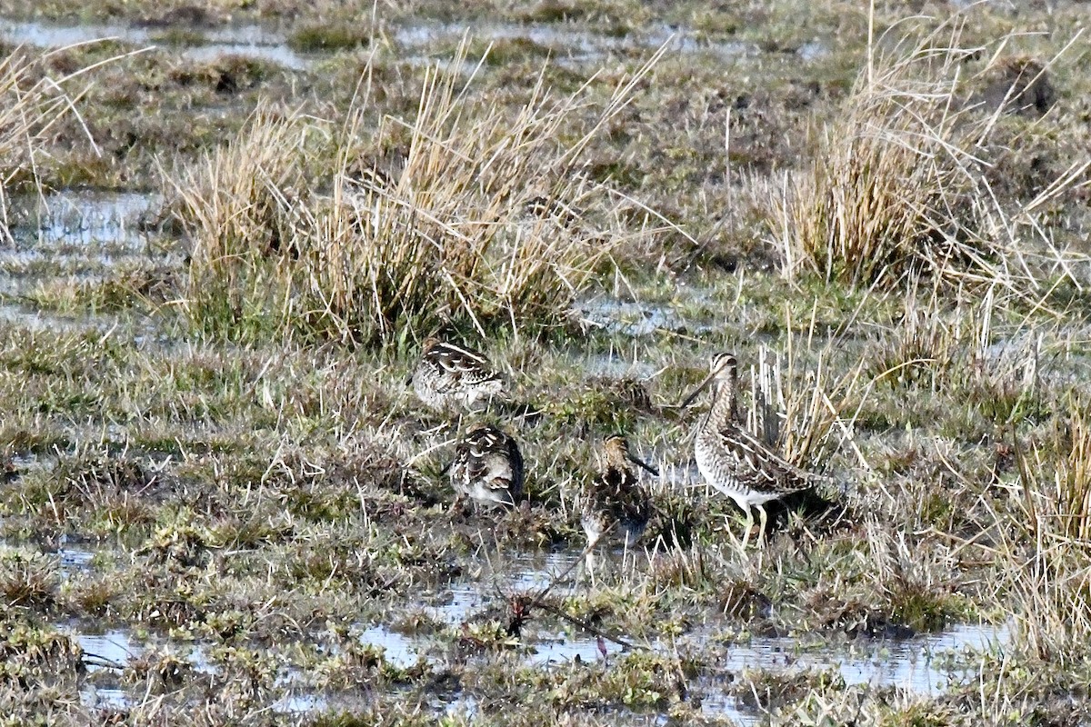 Wilson's Snipe - ML552095841