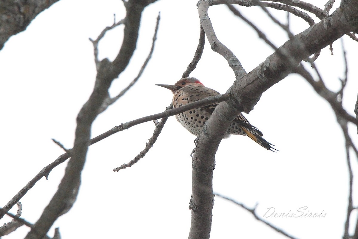 Northern Flicker - ML552095861