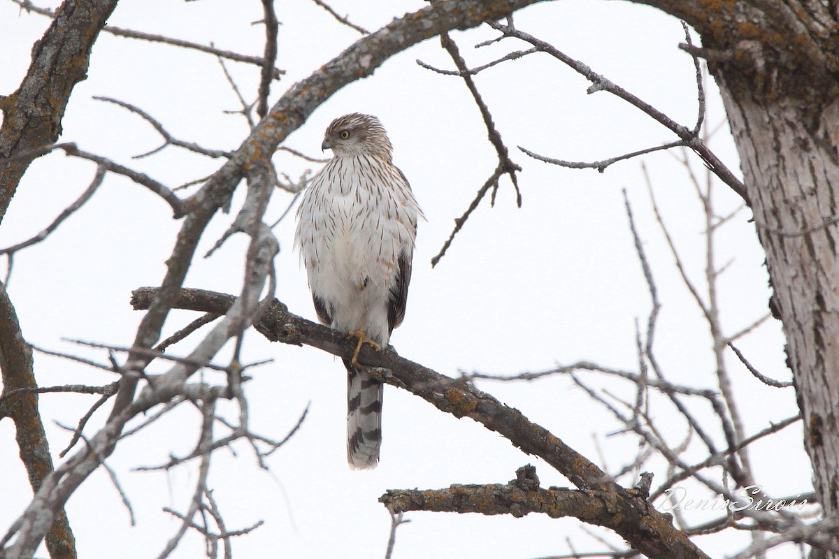 Cooper's Hawk - ML552096051