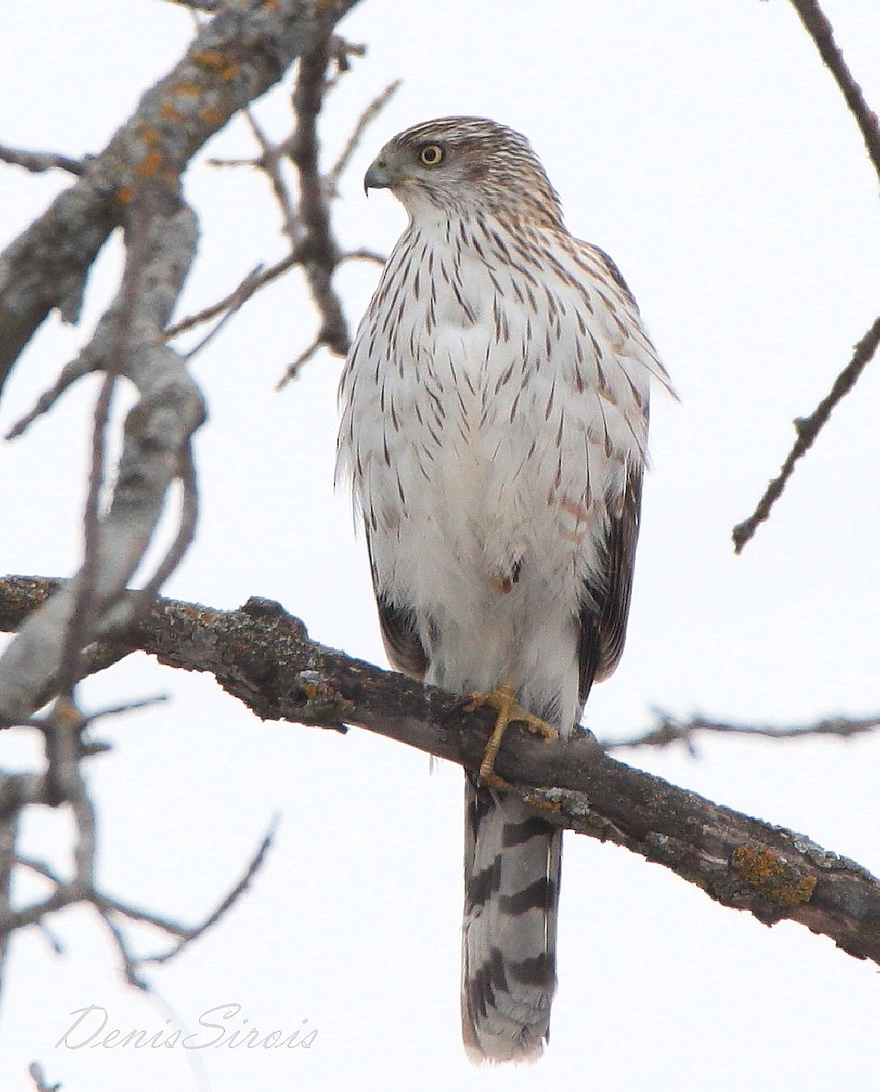 Cooper's Hawk - ML552096061