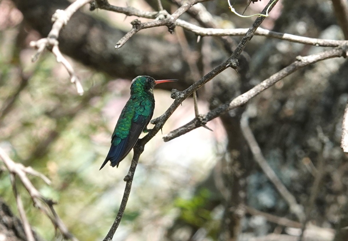 kolibřík lesklobřichý - ML552096351
