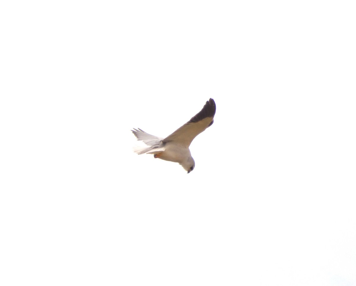 Black-winged Kite - ML552096431