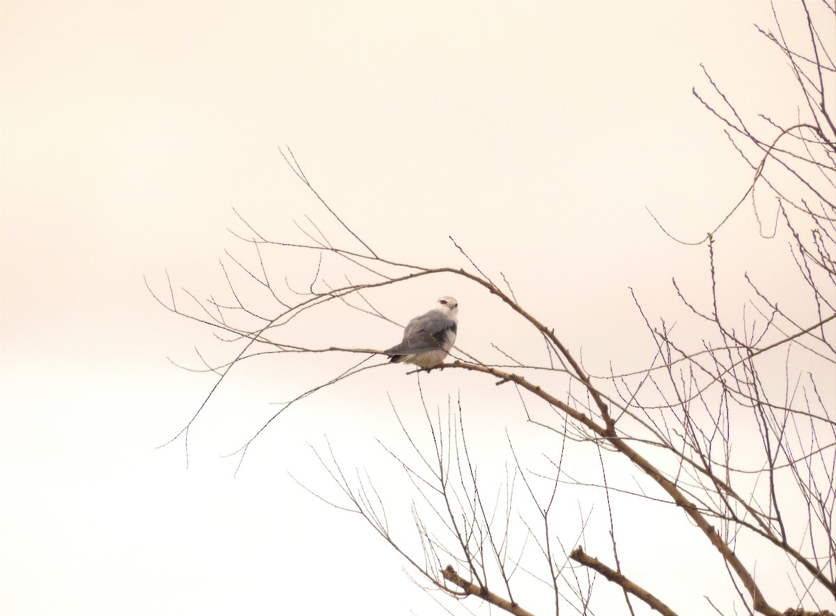 Black-winged Kite - ML552096491