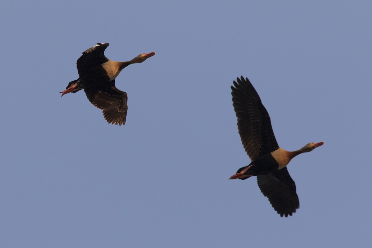 Black-bellied Whistling-Duck (autumnalis) - ML552096721