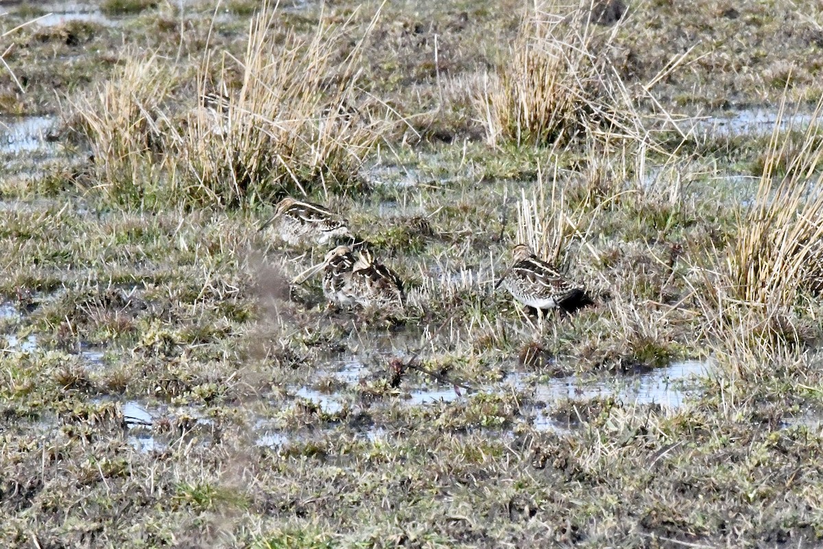 Wilson's Snipe - ML552096951