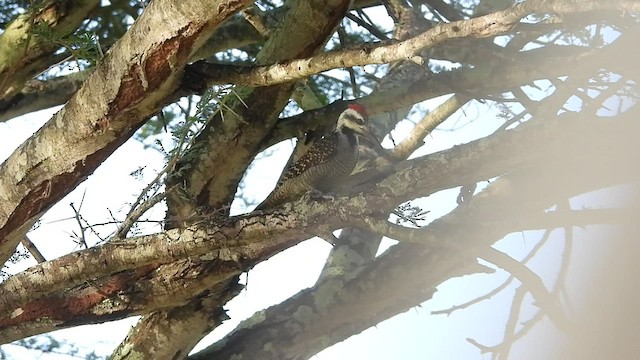 Bearded Woodpecker - ML552097691