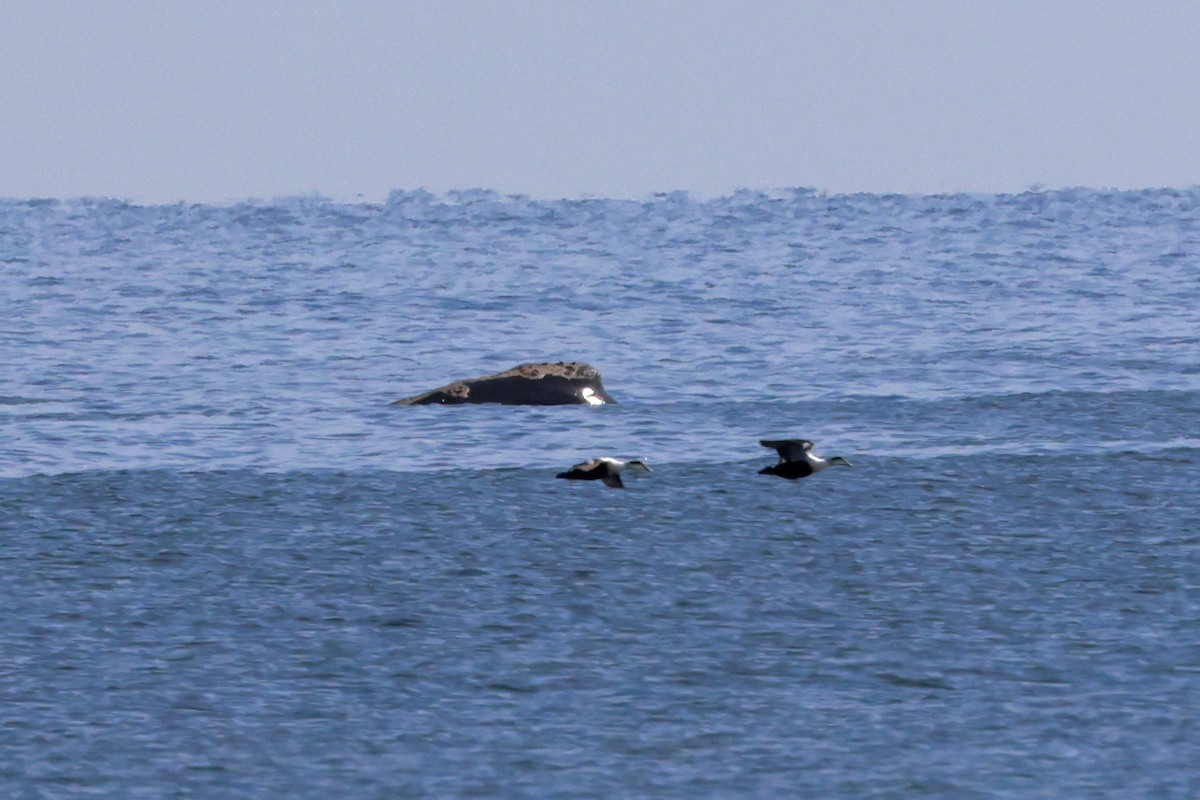 Common Eider - ML552097711