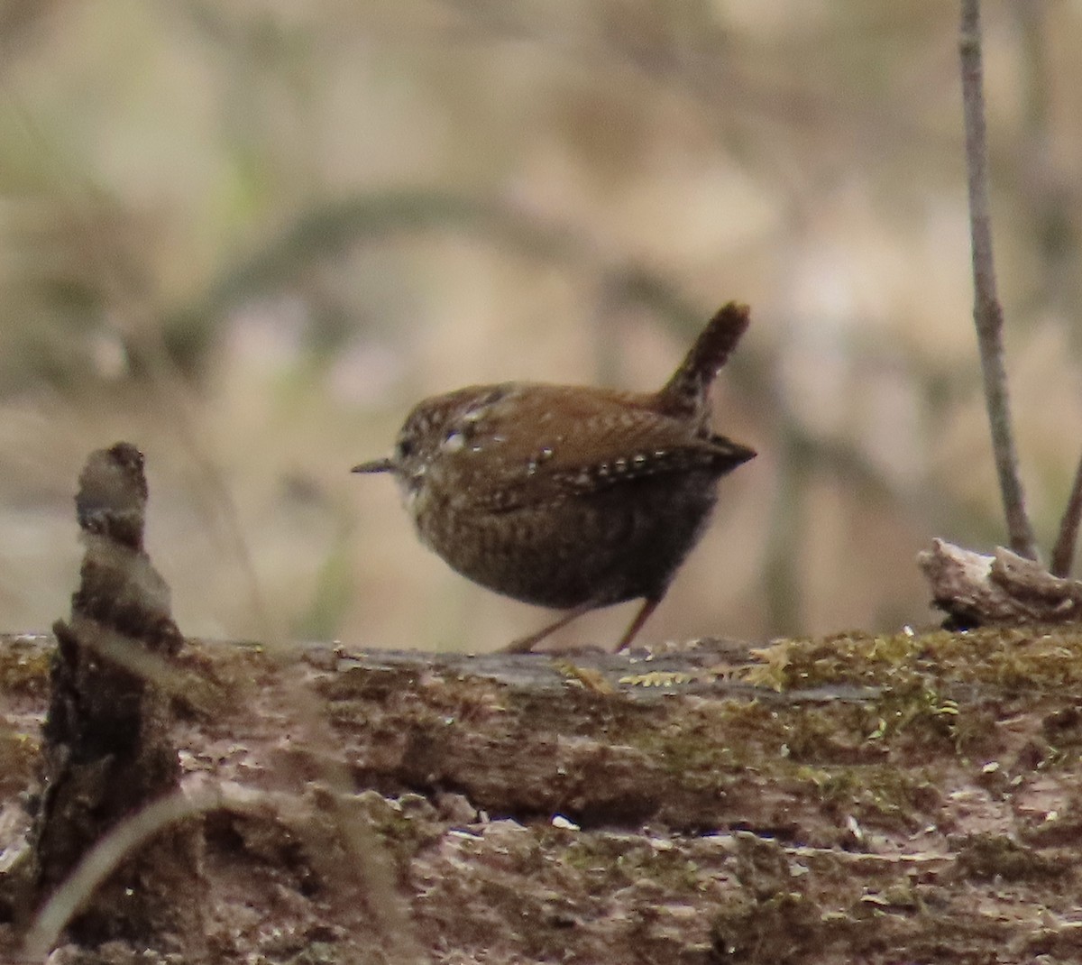 Winter Wren - ML552098231