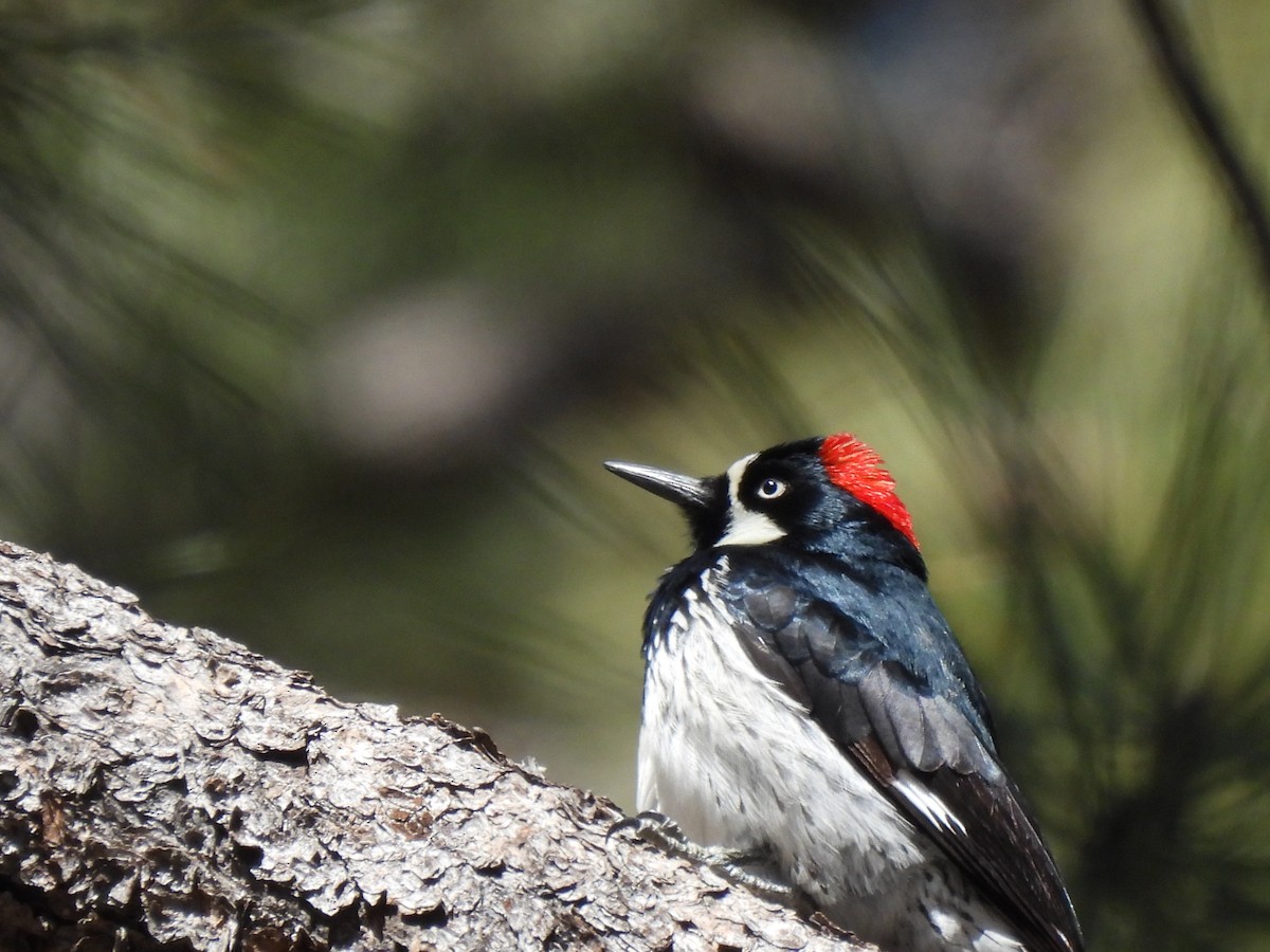 Acorn Woodpecker - ML552098371
