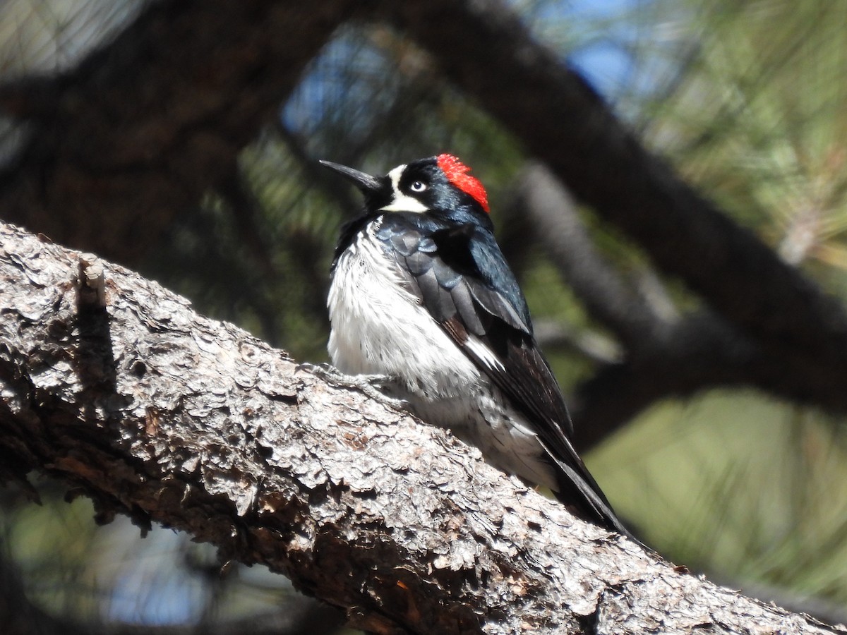 Acorn Woodpecker - ML552098381