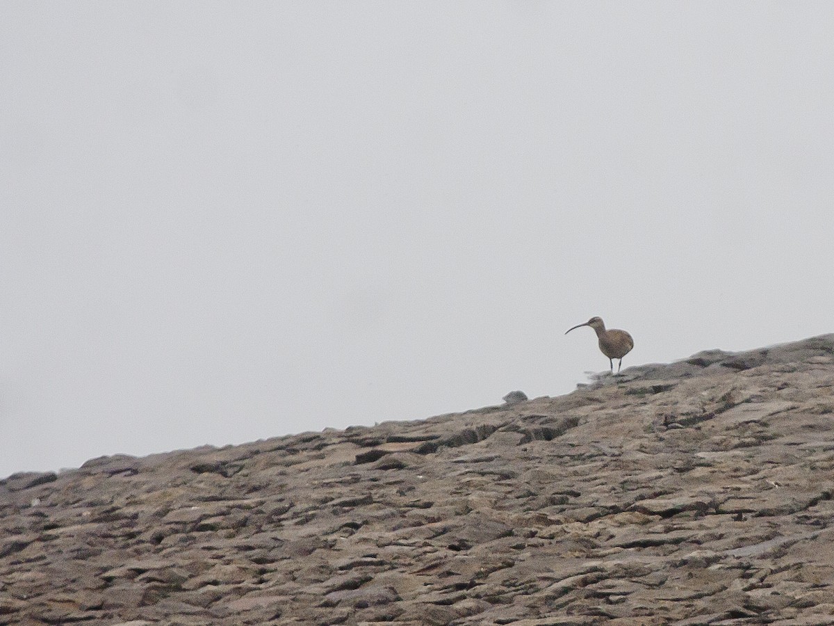 Courlis corlieu (phaeopus) - ML55209891